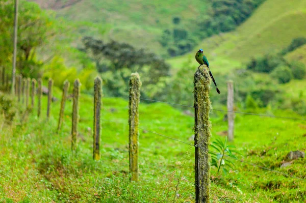 Motmot (Momotus aequatorialis), ave que su hábitat natural son los bosques montanos subtropicales —  Fotos de Stock