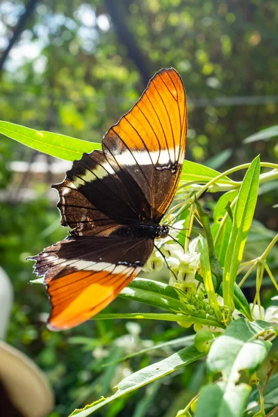 Pomerančový a černý motýl (Siproeta Epaphus) stojící na rostlině bílého květu — Stock fotografie
