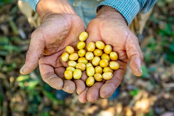 Agricultor Mostrando sua Colheita de Frutas de Café Biológicas Amarelas em Coroico, Bolívia — Fotografia de Stock