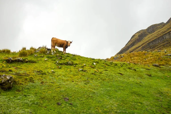 Bolívie, Cordillera. Kráva na trávě v horách. — Stock fotografie