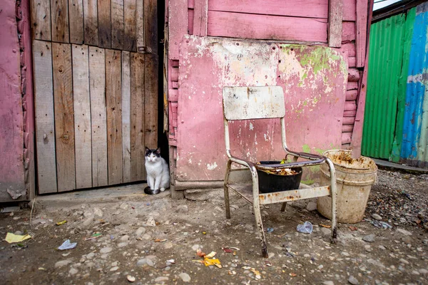 Chats blanc et noir dans le refuge des victimes de catastrophes naturelles à San Cristobal, en République dominicaine — Photo