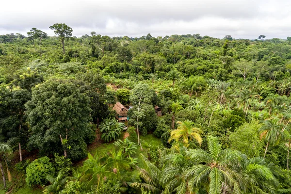 Amazon Agroforestry Paket / Mark med en mängd tropiska grödor a bananer, Brasilien Nötter, Copoazu, Papaya, ananas, Yuca och mer — Stockfoto