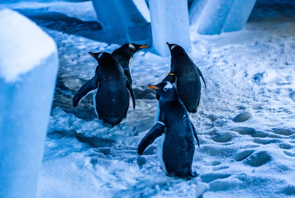 Penguins Walking in the Cold Snow — Stock Photo, Image