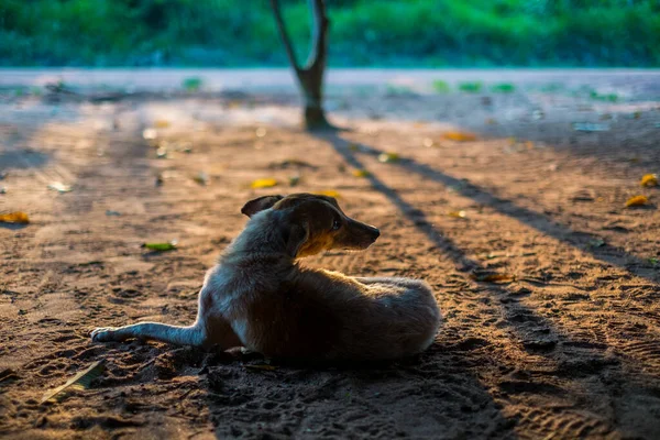 Riberalta, Bolivia. Honden rusten op de grond — Stockfoto