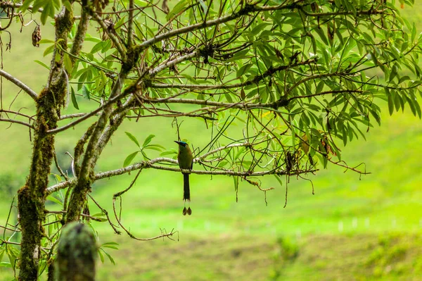 Motmot (Momotus aequatorialis), птица, обитающая в субтропических горных лесах — стоковое фото