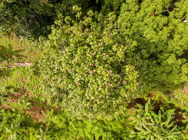 Tierra Agroforestal Amazónica con una variedad de Cocos Tropicales —  Fotos de Stock