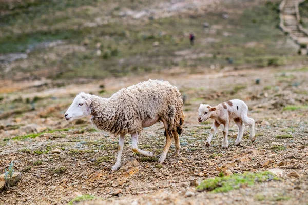 Dospělé ovce a jejich potomci sjíždějící z hory bolivijského Altiplano — Stock fotografie