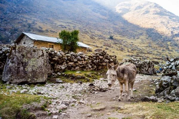 Farm szamár a bejáratnál egy ház a Bolíviai Altiplano — Stock Fotó