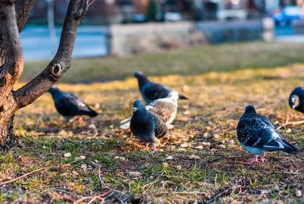 Palomas comiendo granos, cacahuetes que la gente arroja al parque en Montreal - Quebec —  Fotos de Stock