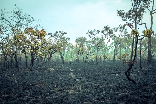 Abgebrannter Amazonas-Regenwald, reichstes Ökosystem der Erde für Kuhweiden und Sojapflanzen zu Asche zerstört — Stockfoto