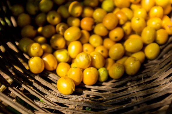 Żółte organiczne owoce kawy zbiorów w wiklinowym koszu Coroico, Boliwia — Zdjęcie stockowe