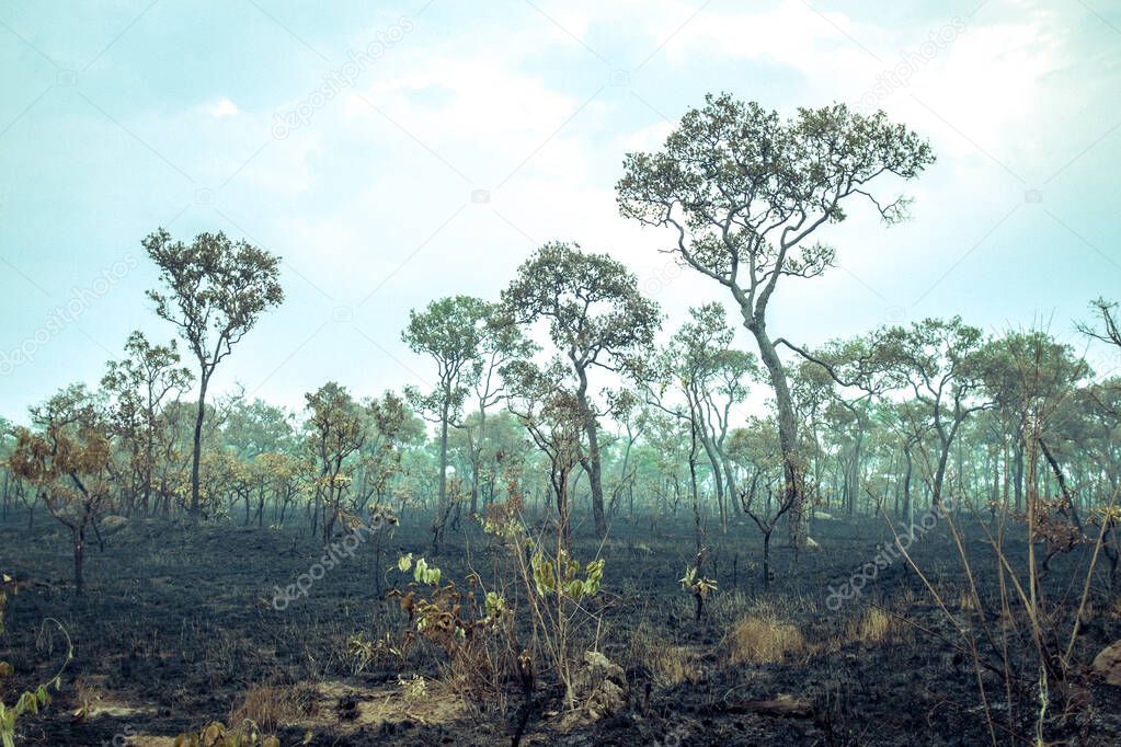Burnt Down Amazon Tropical Rain Forest, Richest Ecosystem on Earth Destroyed to Ashes for Cow Grazing and Soya Crops