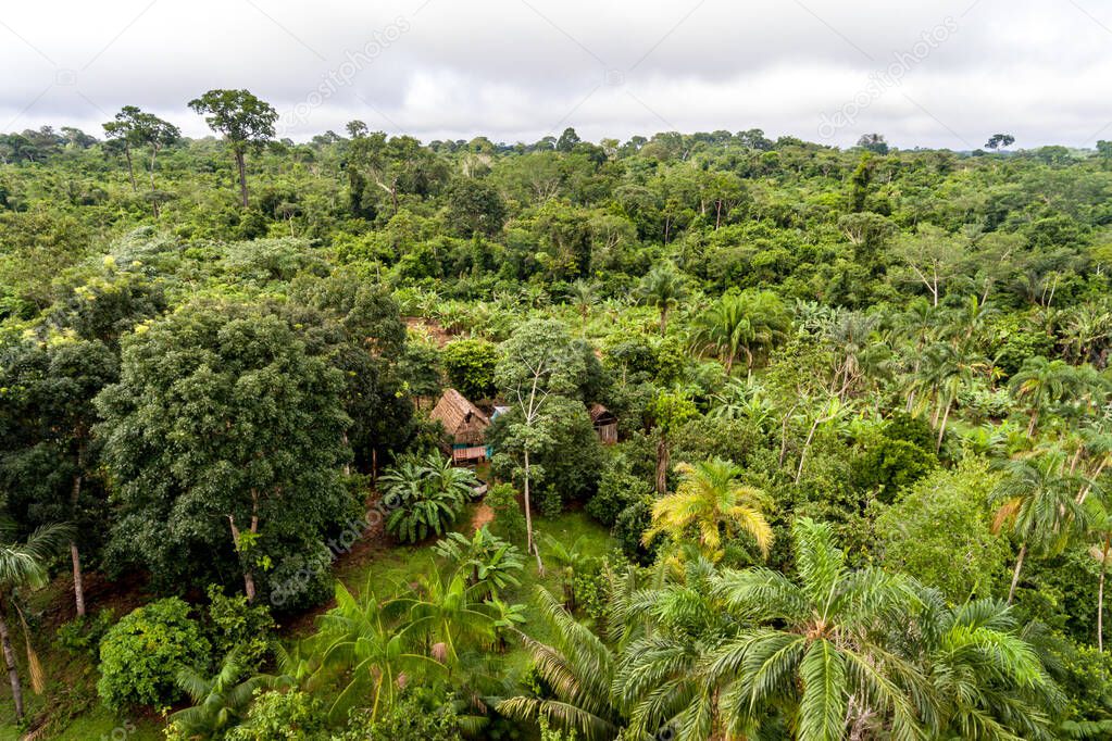 Amazon Agroforestry Parcel/Land with a Variety of Tropical Crops a Bananas, Brazil Nuts, Copoazu, Papaya, Pineapple, Yuca and More