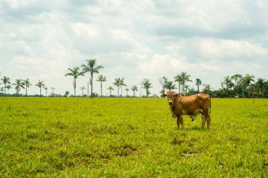 Bolivya, Riberalta. Arka planda palmiye ağaçları olan çimenlere inekler.