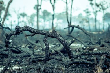 Burnt Down Amazon Tropikal Yağmur Ormanları, Dünya'nın En Zengin Ekosisteminin Külleri İnek Otlatma ve Soya Bitkileri için Yok