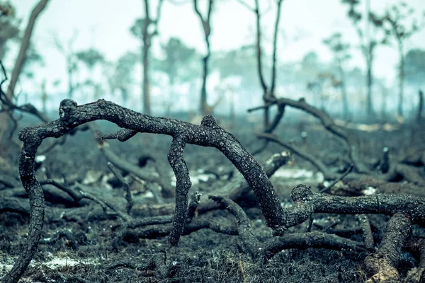 Burnt Down Amazon Tropical Rain Forest, Richest Ecosystem on Earth Destroyed to Ashes for Cow Grazing and Soya Crops — Stock Photo, Image