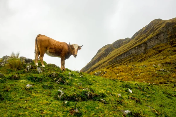Bolívie, Cordillera. Kráva na trávě v horách. — Stock fotografie