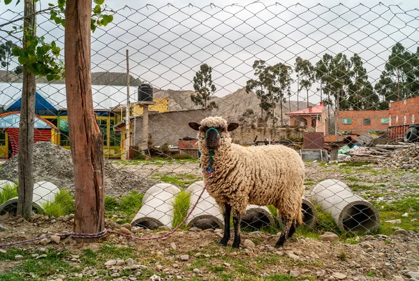 Felnőtt birka kötve a fa a tulajdonos úgy, hogy nem menekül a bolíviai Altiplano — Stock Fotó