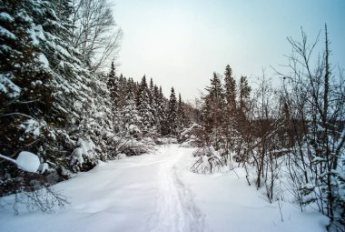 Quebec / Kanada 'da Karla kaplı Ağaçlarla çevrili Yol