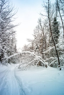 Quebec / Kanada 'da Karla kaplı Ağaçlarla çevrili Yol