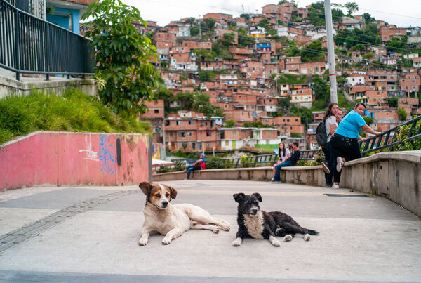 Medellin, Antioquia / Colombia - August 11 2019: Two Dogs Resting on the Ground in the Middle of the Road of the Commune 13 Tour