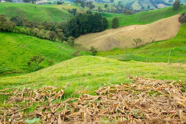 Зелені пагорби, повні пасовищ для худоби в Антіокії / Колумбії — стокове фото