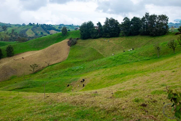 Зелені пагорби, повні пасовищ для худоби в Антіокії / Колумбії — стокове фото