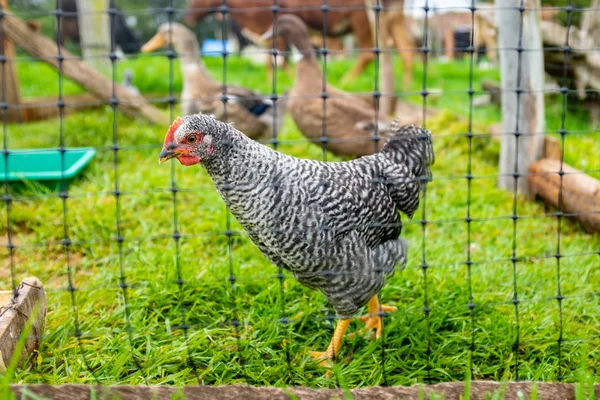 Kleines Gehege mit Nutztieren, Enten und Hühnern — Stockfoto