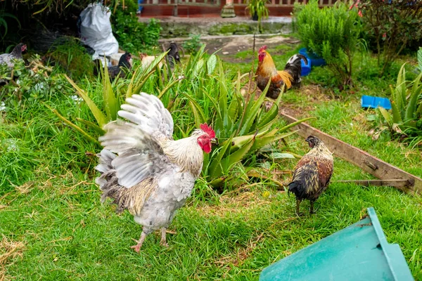 Hahn breitet seine Flügel neben einigen Hühnern aus — Stockfoto