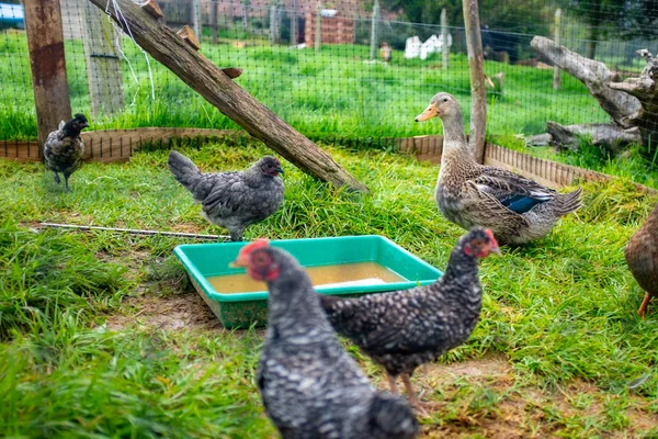 Kis karám háziállatokkal, kacsákkal és csirkékkel — Stock Fotó