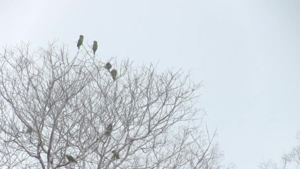 Vue Sur Les Perroquets Dans Arbre Sec Avec Ciel Couvert — Video