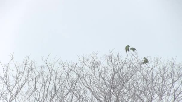 Kuru Ağaçta Uçan Papağan Manzarası Gökyüzü Kirliliğin Bulutu Bolivya Amazon — Stok video