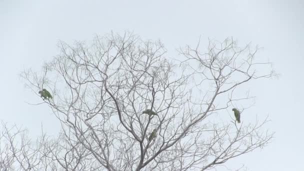 空が汚染によって曇っている乾燥した木の眺め ボリビアのアマゾンで作物を燃やす — ストック動画