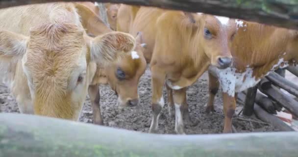 Vacas Dentro Pluma Rodeadas Moscas — Vídeo de stock