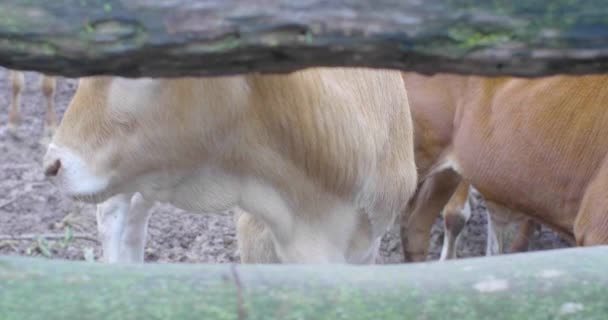 Vacas Dentro Pluma Rodeadas Moscas — Vídeo de stock