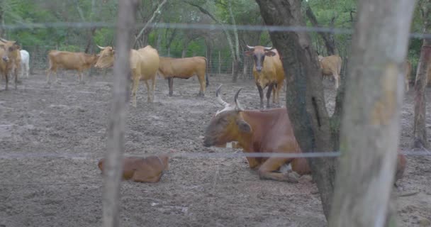 Rinder Auf Einer Ranch Einige Krähen — Stockvideo
