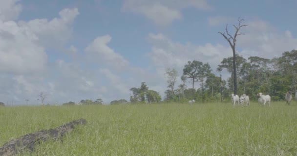 Pando Bolivya Yeşil Tarlada Sığırlar — Stok video