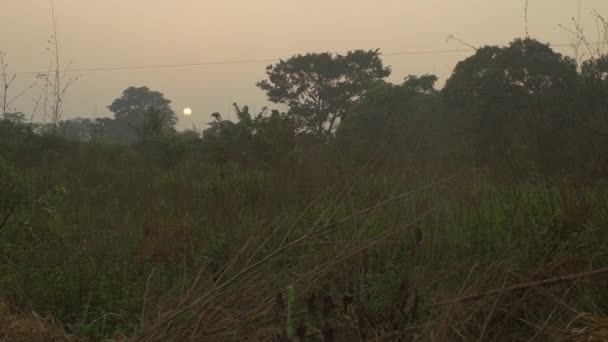 Camino Sucio Alrededor Del Paisaje Está Lleno Árboles Plantas Mucha — Vídeos de Stock