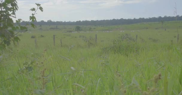 Nötkreatur Ett Grönt Fält Pando Bolivia — Stockvideo