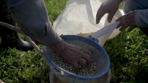 Skot Zeleném Poli Pandu Bolívii — Stock video