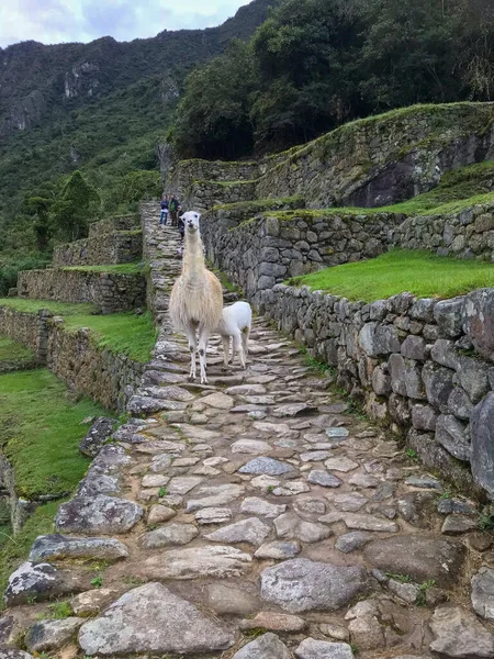 Lost City Incas Characterized Perfect Construction Enormous Stones Placited One — стокове фото