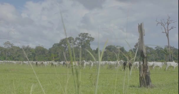 Rinder Auf Einer Grünen Wiese Pando Bolivien — Stockvideo