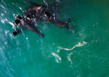 Pasifik Okyanusunda yüzen foklar Valparaiso / Şili 'de