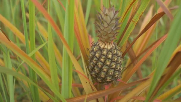 Kleine Ananas Groeit Groene Tuin — Stockvideo