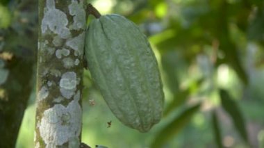 Yeşil Kakao Meyveli Ağaçlarla Dolu Bitki