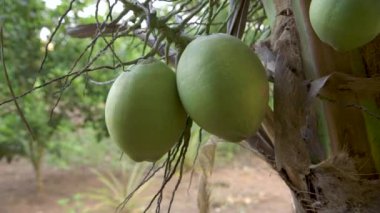 Pando / Bolivya 'da Yeşil Hindistan cevizi meyveli palmiye ağaçları