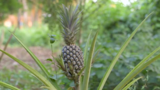緑の庭で成長する小さなパイナップル — ストック動画