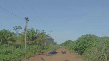 Bolivya Amazon 'unun ortasında Turuncu ve Kirli Yollarda Uçan Kara Akbabalar