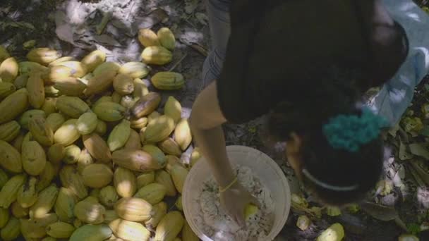 玻利维亚 2018年3月29日 具有本土特色的棕色女性切割大量黄色可可果实 Theobroma Cacao 并将其放入塑料篮子 将皮扔在地上 — 图库视频影像
