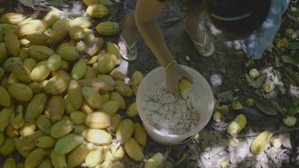 有土著特色的棕色妇女切割大量黄色可可果 Theobroma Cacao 并将它们的种子放在塑料桶中 将皮扔在地上 — 图库视频影像